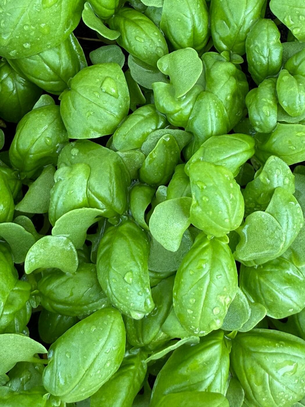 Fresh basil leaves